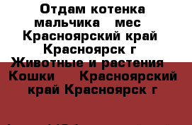 Отдам котенка мальчика 4 мес - Красноярский край, Красноярск г. Животные и растения » Кошки   . Красноярский край,Красноярск г.